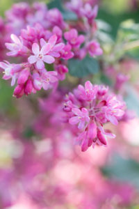 Flowers of a blood currant, Ribes sanguineum, close-up Flowers of a blood currant, Ribes sanguineum, close-up